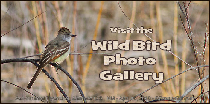 Vist Bird Gallery
