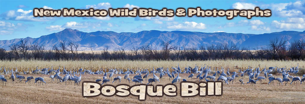 Bosque Bill's Backyard includes diverse natural areas for birding, biking, hiking, photography such as this lovely view of the Sandia Mountains from the Rio Grande Nature Center in Albuquerque.
