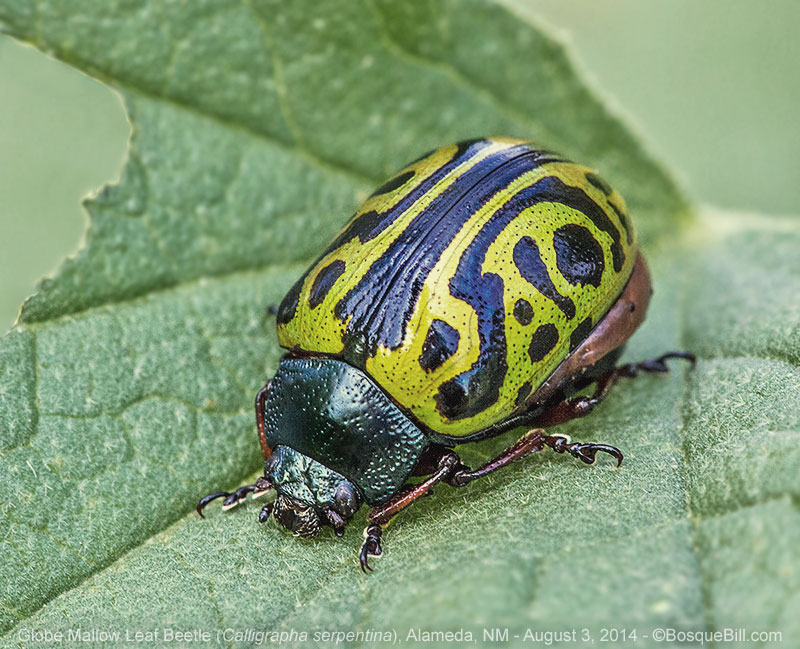 Globe Mallow Leaf Beetle