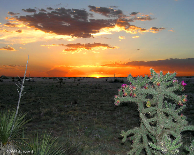 Cactus and Sunset in Eastern New Mexico west of Clovis