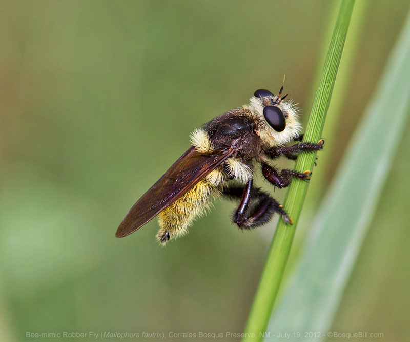 Bee-mimic Rober Fly