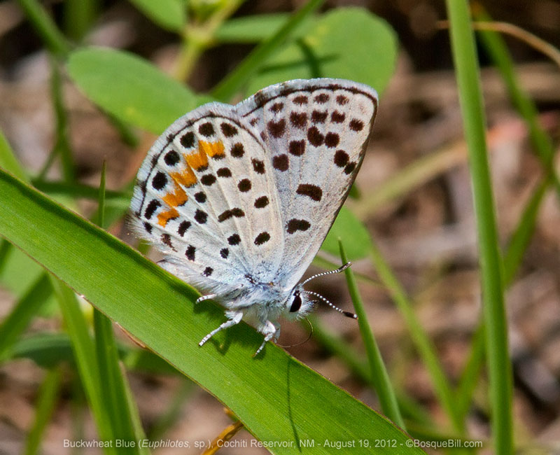 Buckwheat Blue butterfly