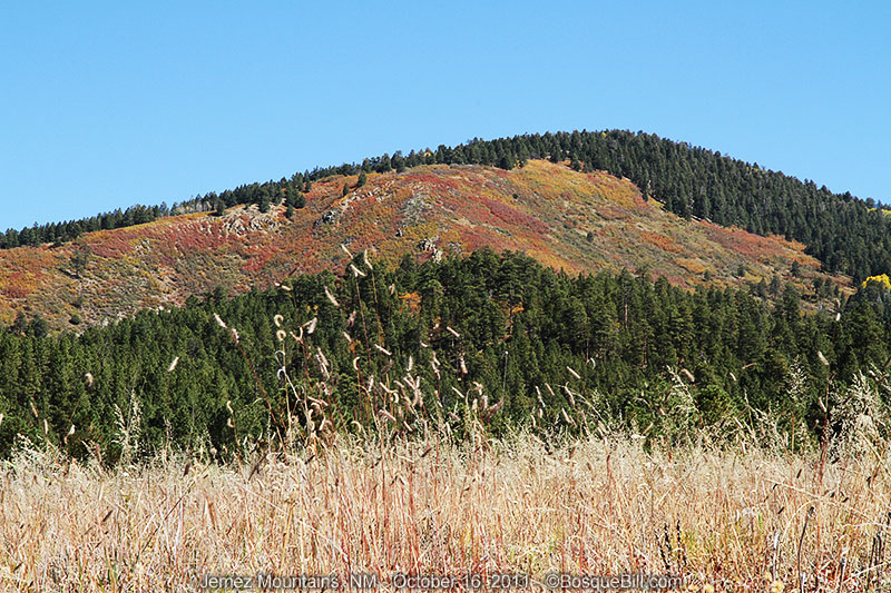 oak hillside