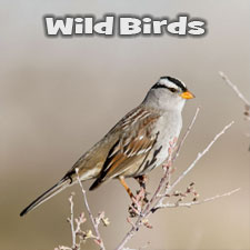 NM Wildbirds