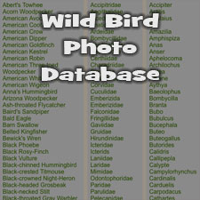 Bird Photo Database