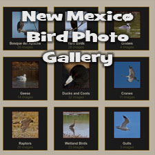 Bird Photo Gallery