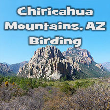Chiricahua Birds